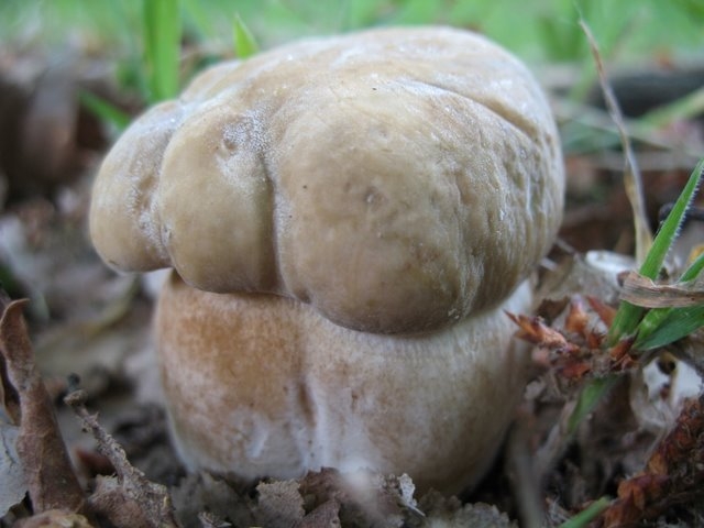 Cèpe d'été bouchon 002